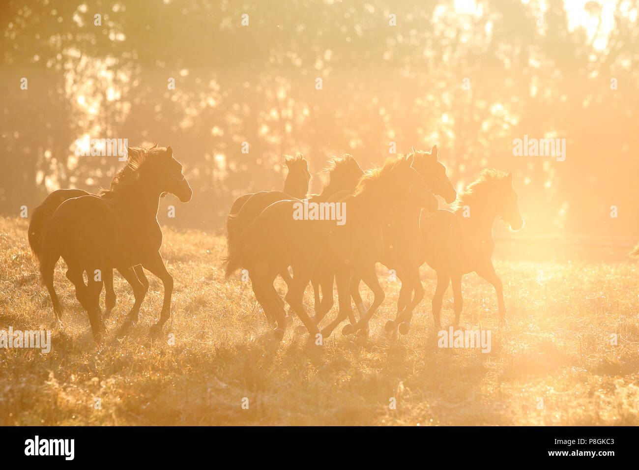 Studded Goerlsdorf, silhouette, horses in the morning galloping in the pasture Stock Photo