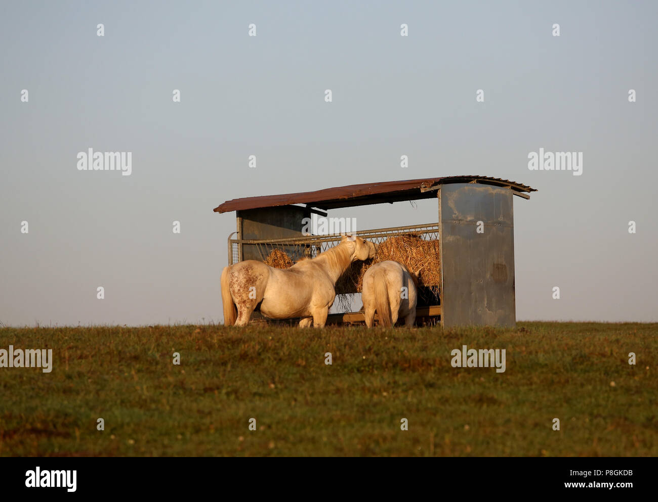 Gestuet Goerlsdorf, horses eat in the pasture from a covered haystack Stock Photo