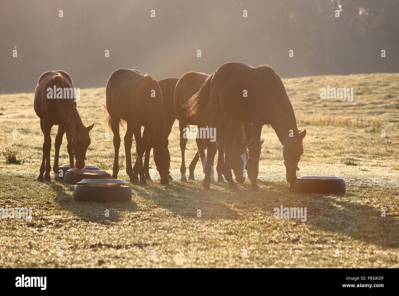 Studded Goerlsdorf, weanling foals eat supplementary feed in the morning in the pasture Stock Photo