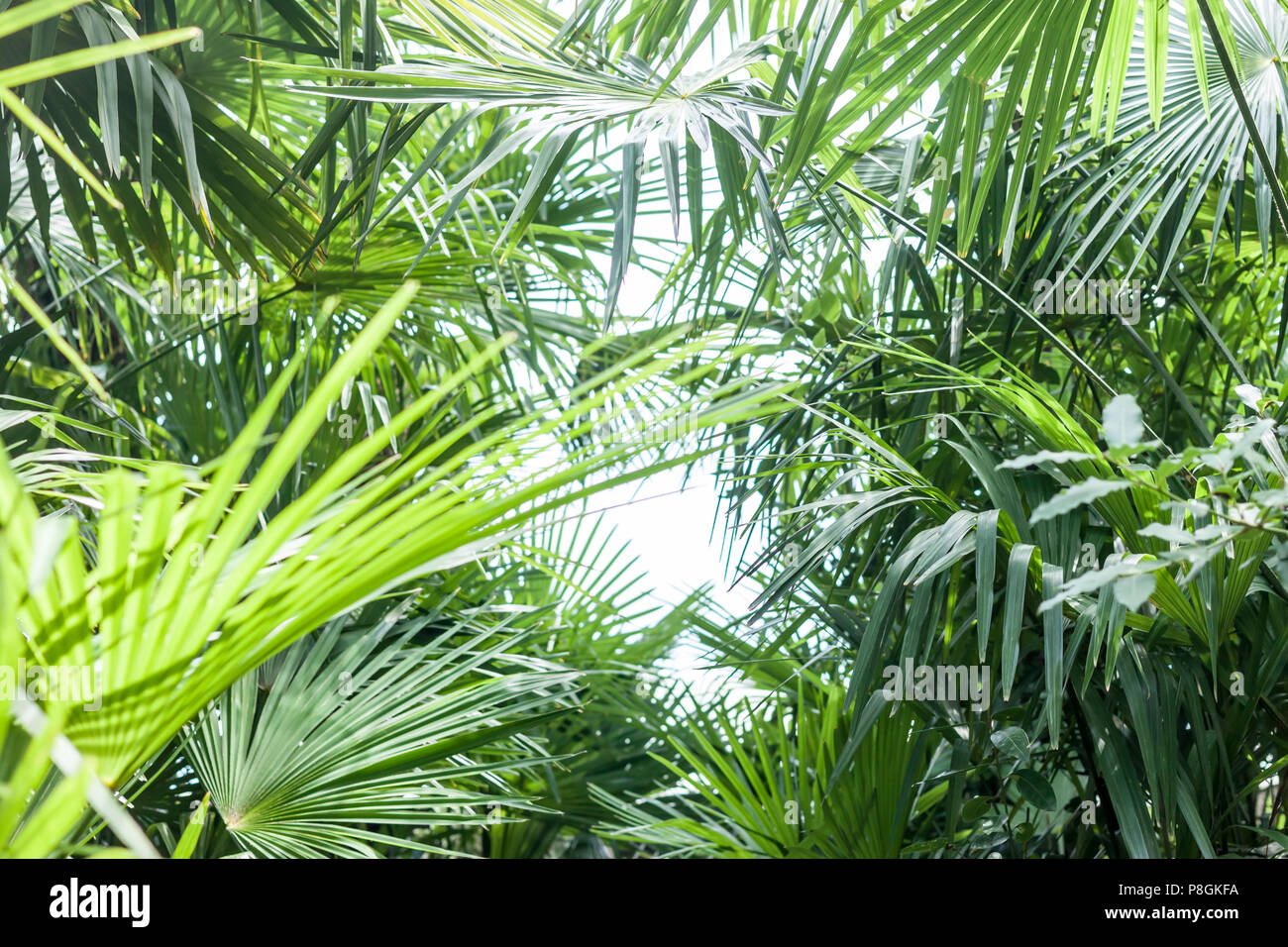 palm tree leaves background Stock Photo - Alamy