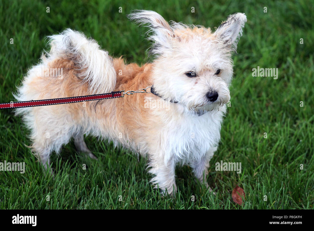 Hannover, Germany, Maltese Mix Stock Photo