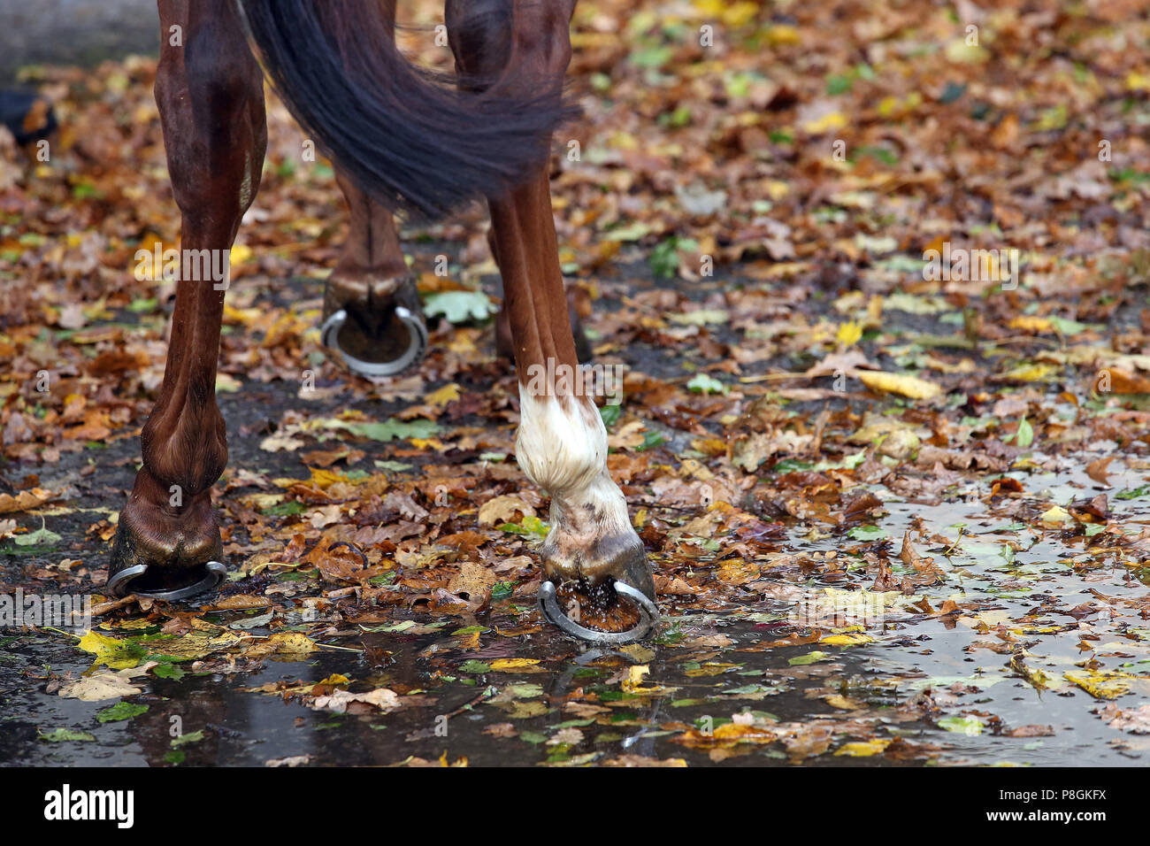 Hanover, Germany, horse runs in the fall through a path with leaves Stock Photo