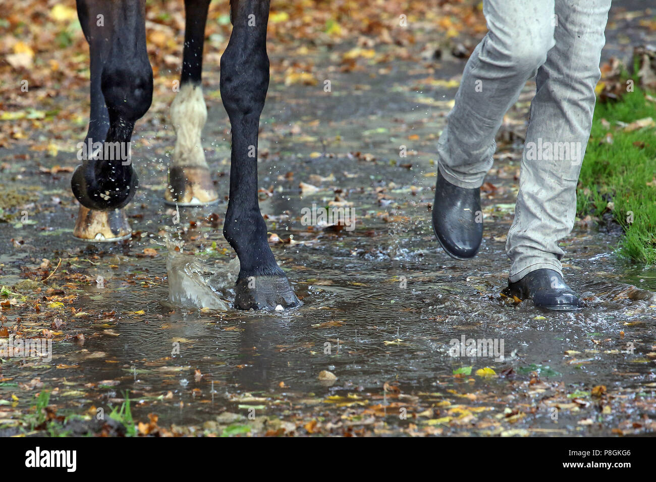 Hannover, Germany, close-up, horse and grooms walk through a pond in autumn Stock Photo