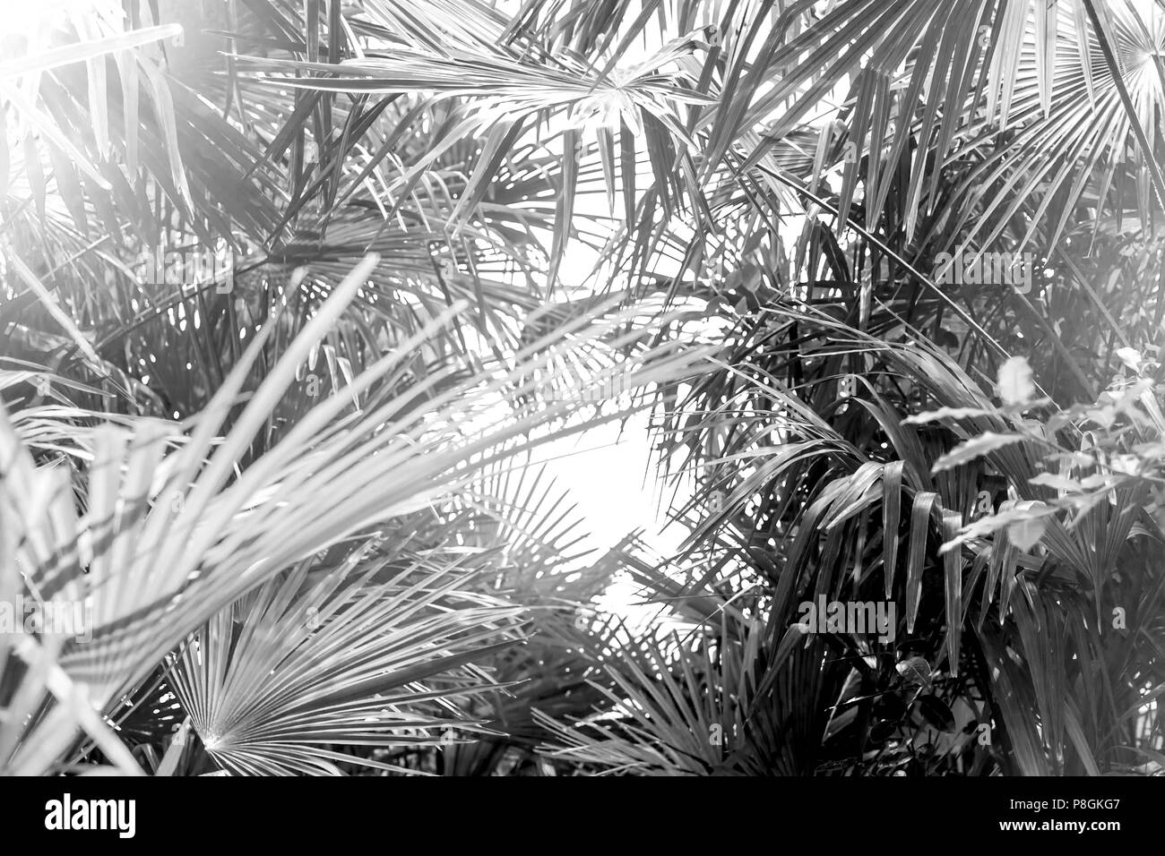 Palm tree leaves background stock image