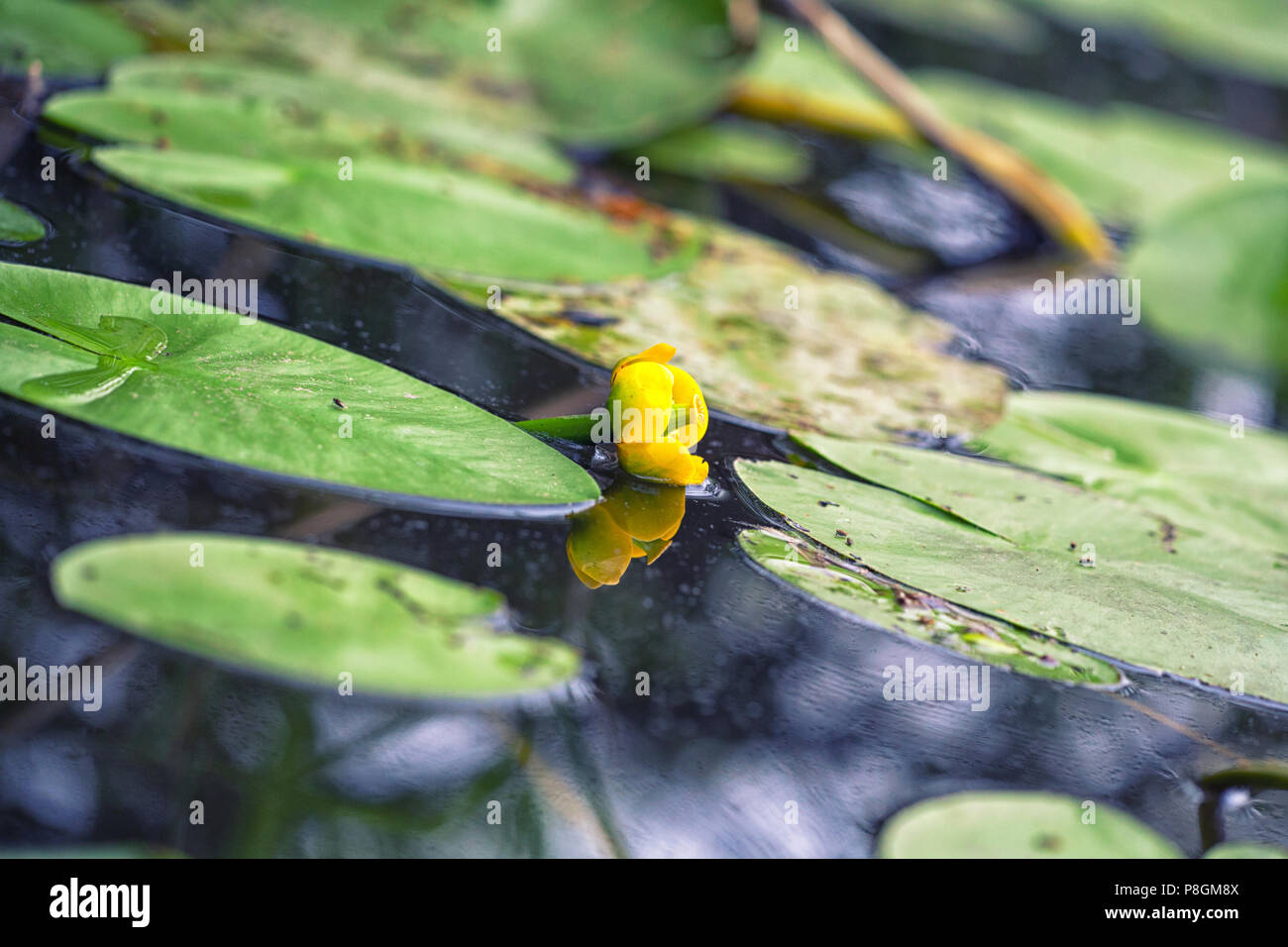 Flower and leaves of Yellow Water-lily in the lake, a very rare and protected plant. Nuphar lutea Stock Photo
