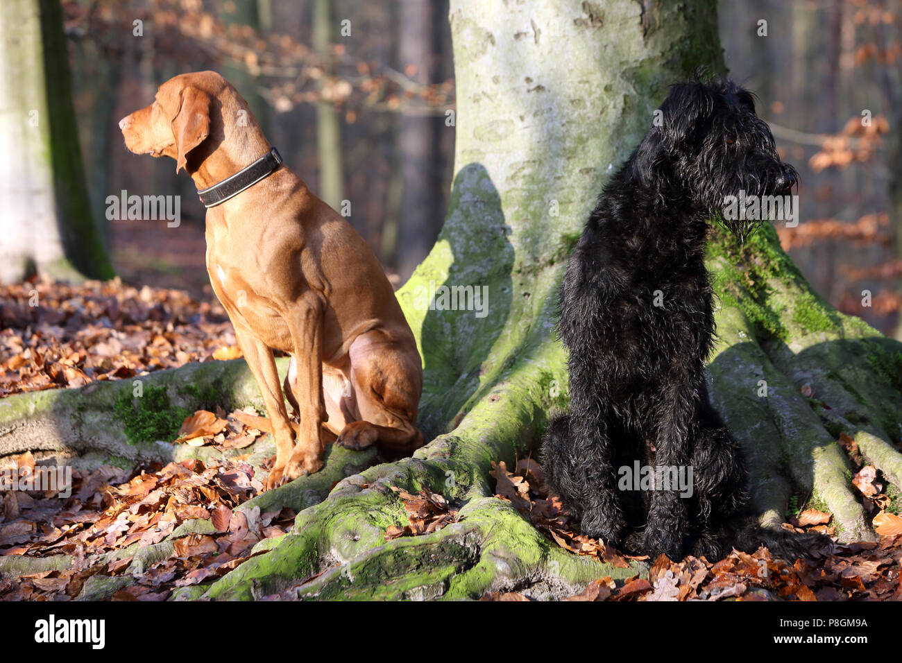 Berlin, Germany, Magyar Vizsla (left) and giant schnauzers sit on a tree facing away from each other in the woods Stock Photo