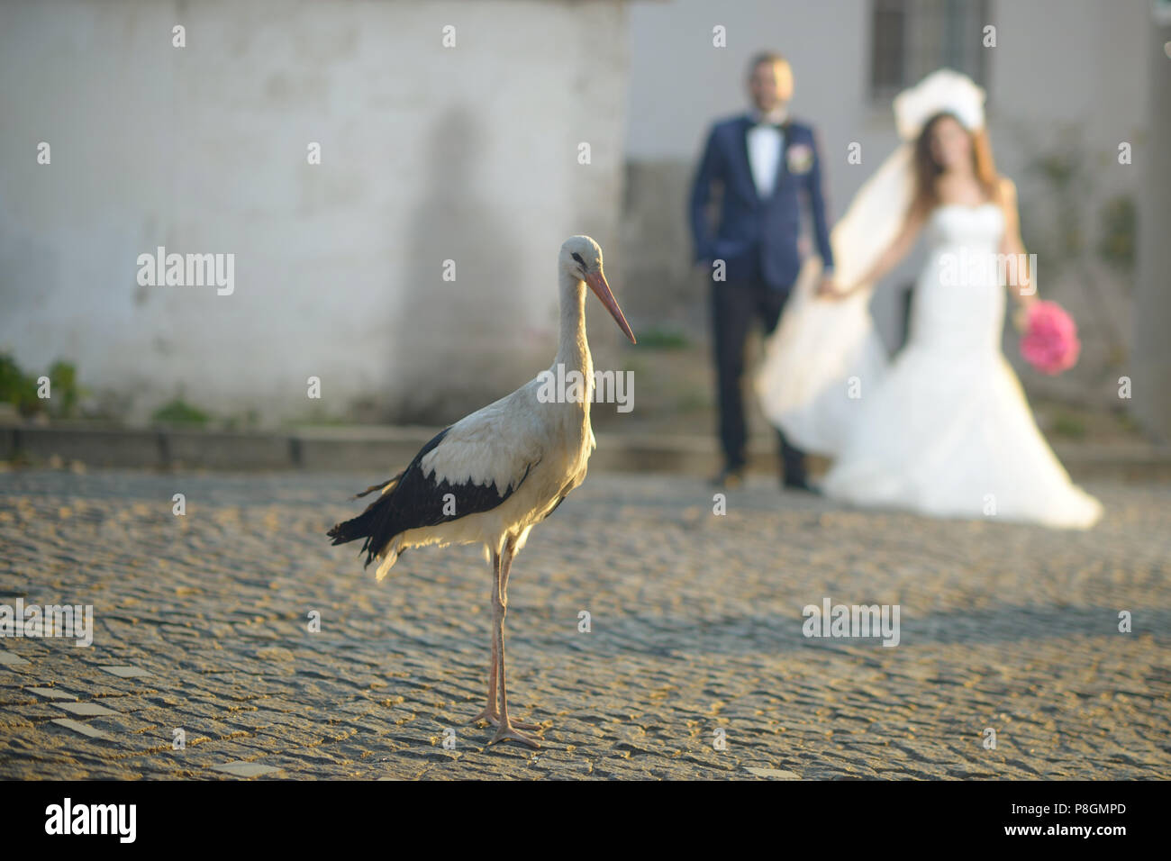 Stork shows up at the wedding by bride and groom, funny wedding photo Stock Photo
