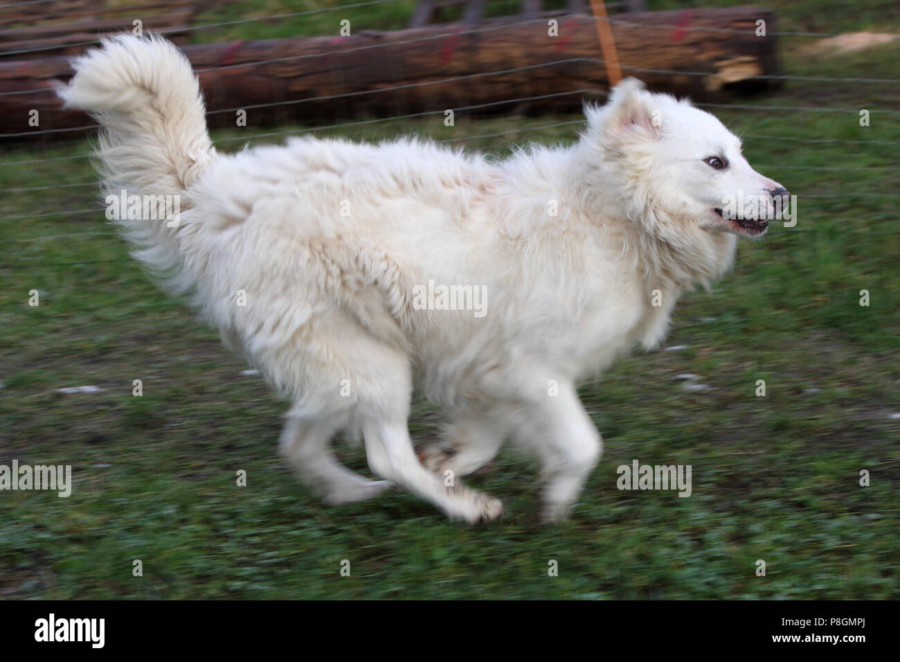 New Kaetwin, Germany, Pyrenean mountain dog on the move Stock Photo