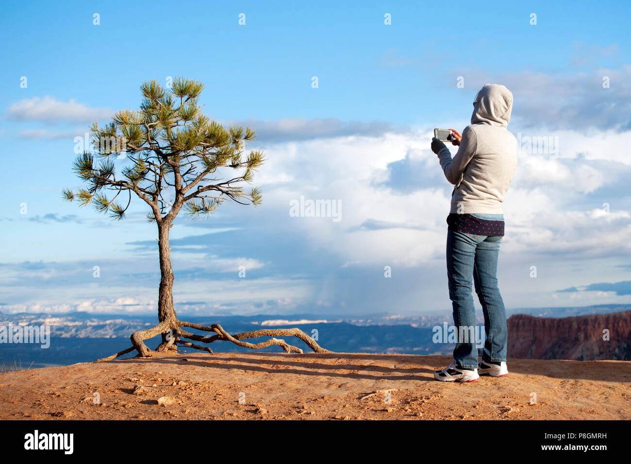 Visitor taking a cellphone picture of a shallow rooted limber pine, or pinus flexilis,on the edge of Bryce Amphitheater, Utah, USA.. Stock Photo