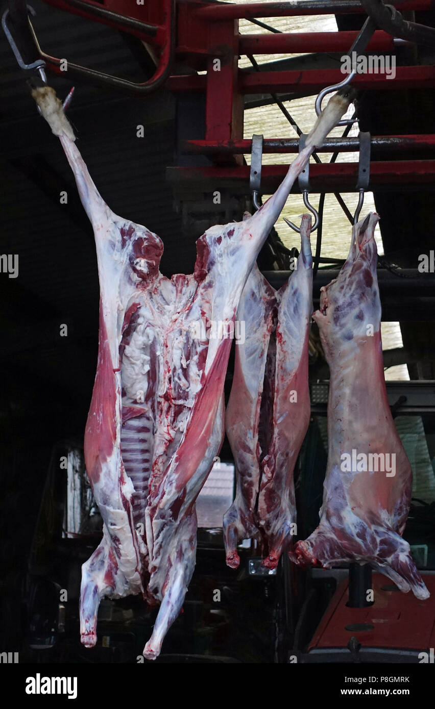 New Kaetwin, Germany, freshly slaughtered and beheaded lambs hang in a barn Stock Photo