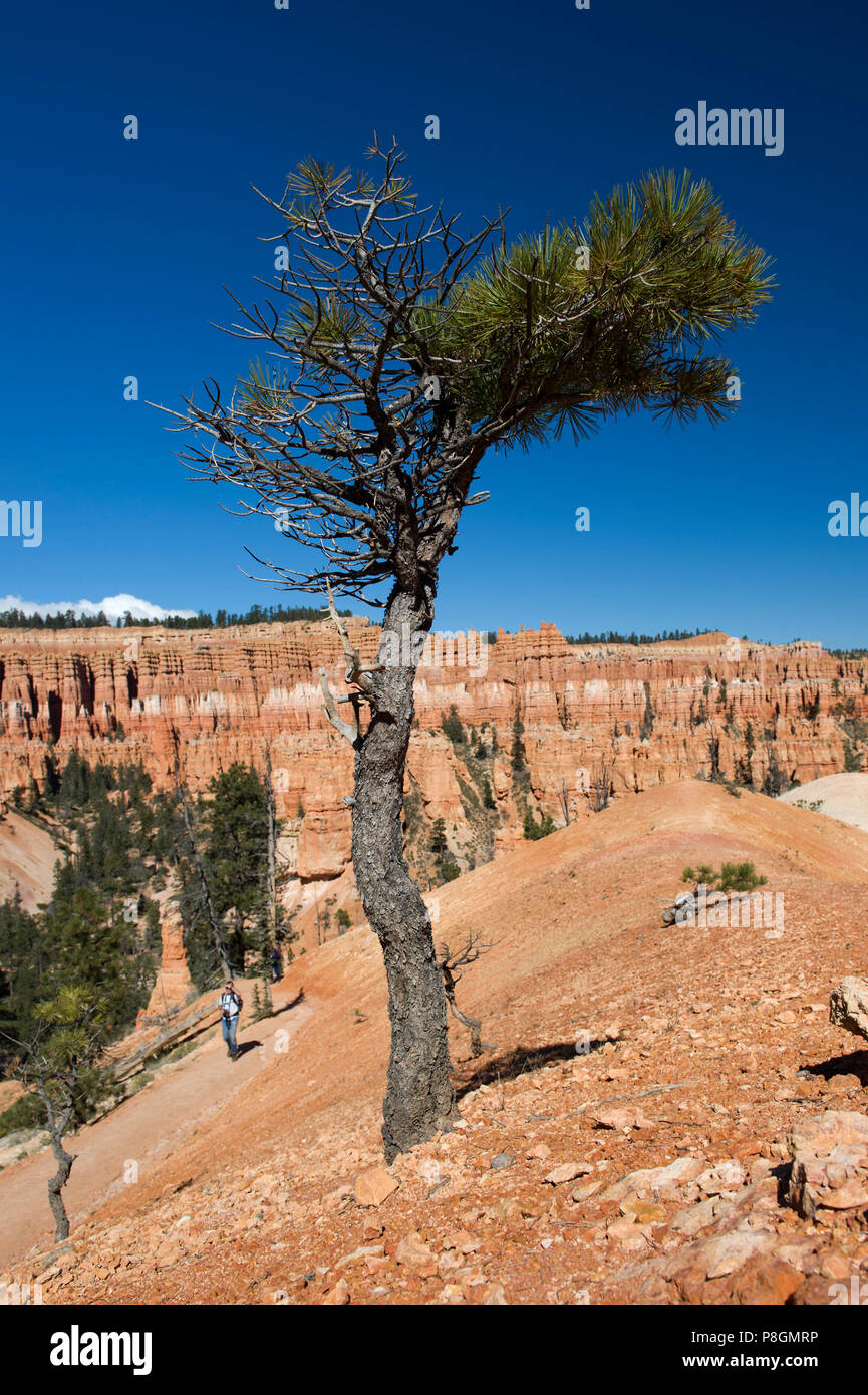 Pinetree growing on a trailside slope in Bryce Canyon National Park, Utah, USA. Stock Photo