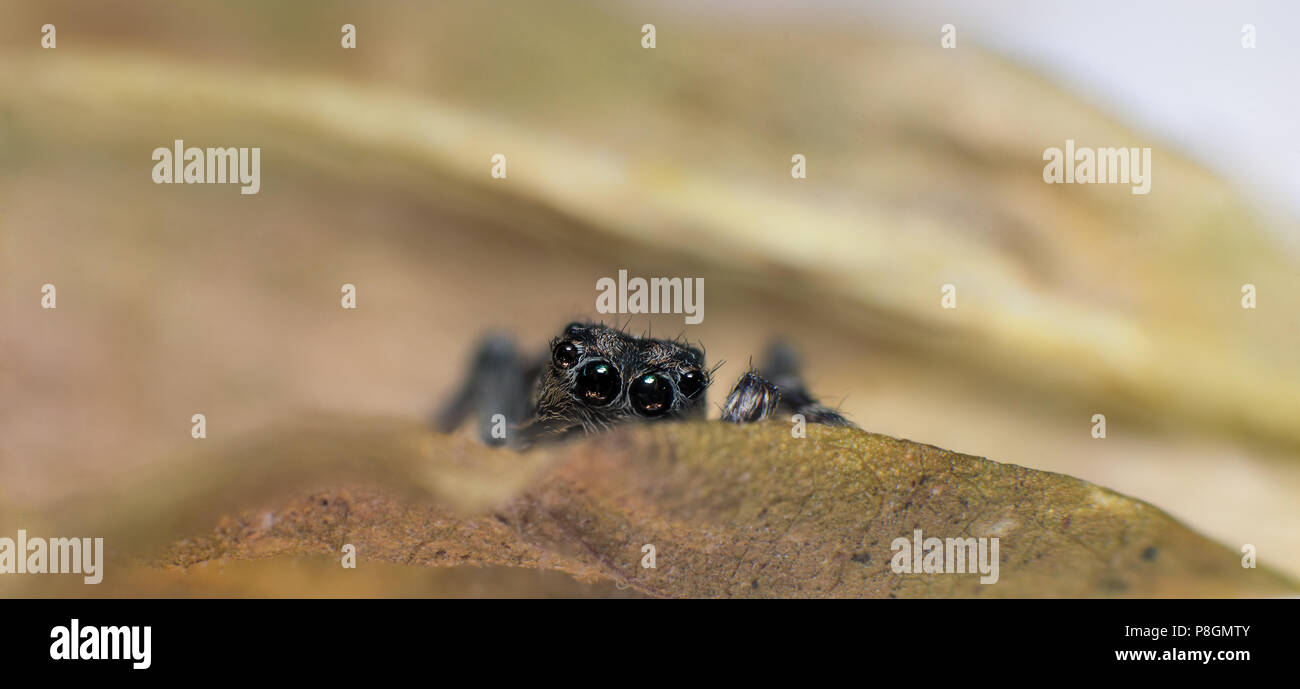 Lithuanian jumping spider hiding over the leaf macro Stock Photo