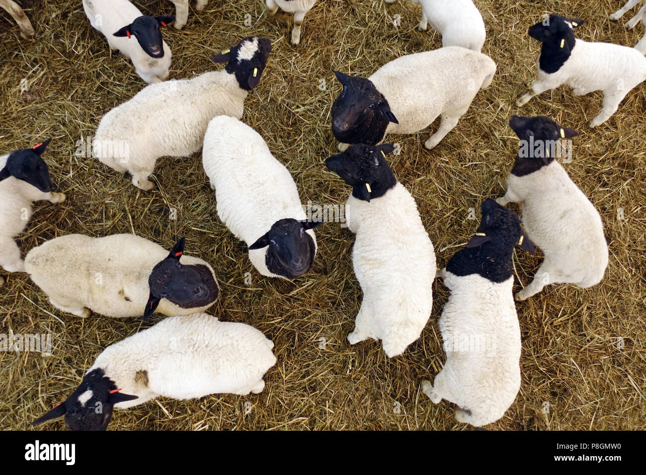 New Kaetwin, Germany, young Dorper sheep look curiously up in the barn Stock Photo