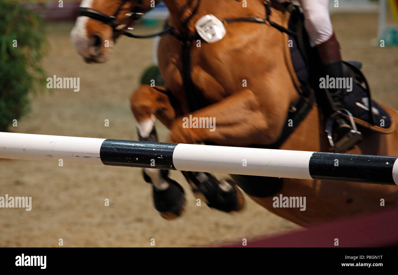 Neustadt (Dosse), close-up, horse jumping off an obstacle rod Stock Photo