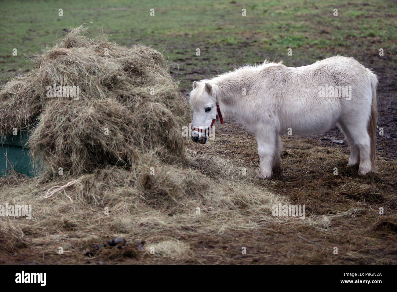 Neustadt (Dosse), Pony eats hay in the paddock Stock Photo