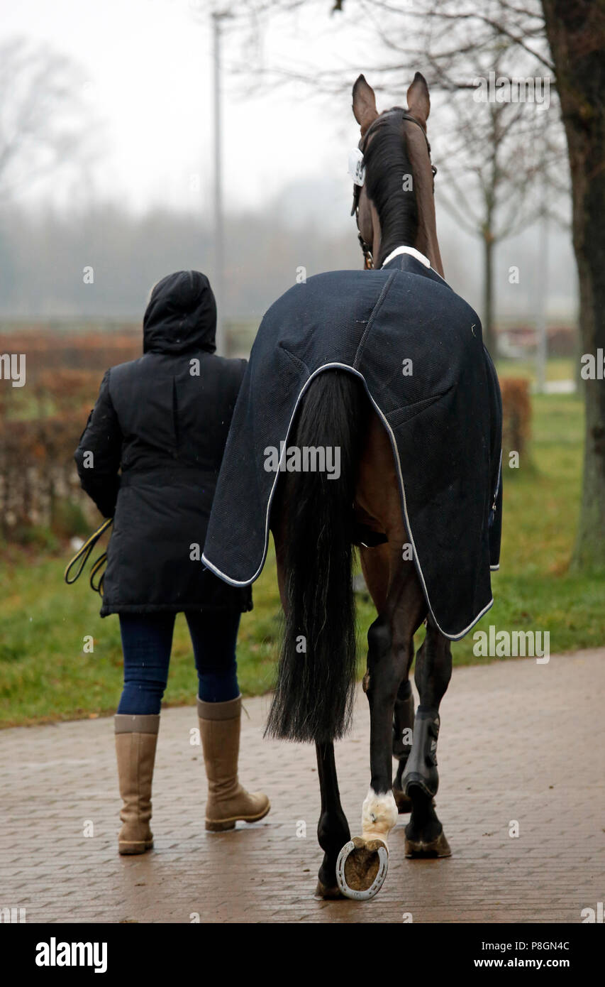 Neustadt (Dosse), horse is led in winter on a tournament with blanket Stock Photo