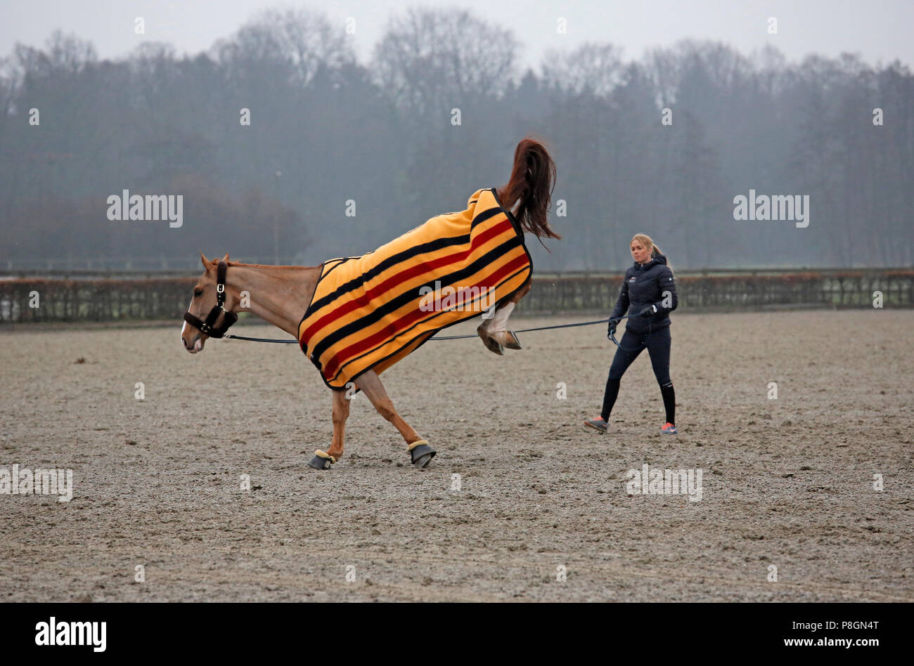Neustadt (Dosse), horse strikes while lunging Stock Photo
