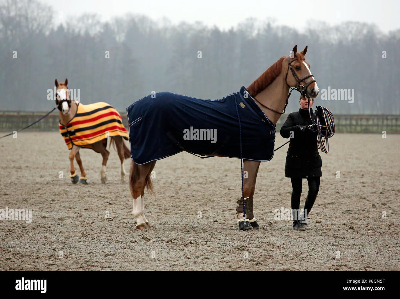 Neustadt (Dosse), horses on a lunging area Stock Photo