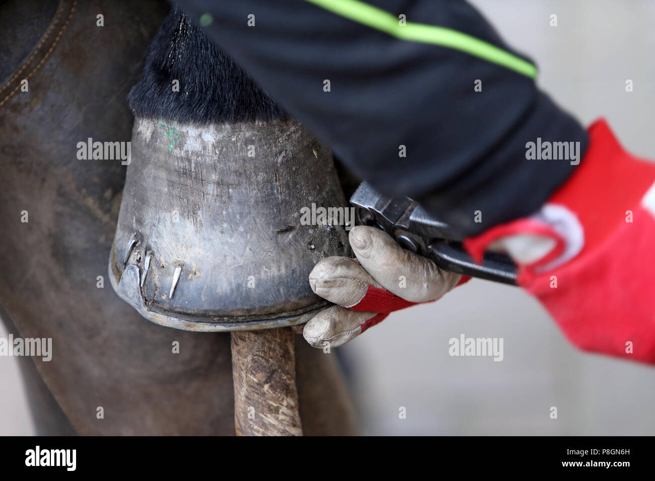 Neustadt (Dosse), overhanging hoof nails are snapped off with pliers Stock Photo