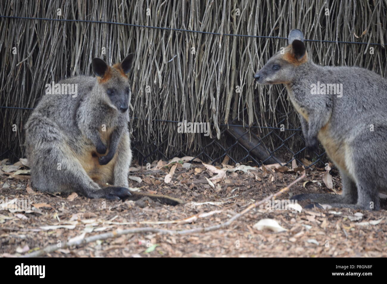 Wild animals in Zoo Stock Photo - Alamy