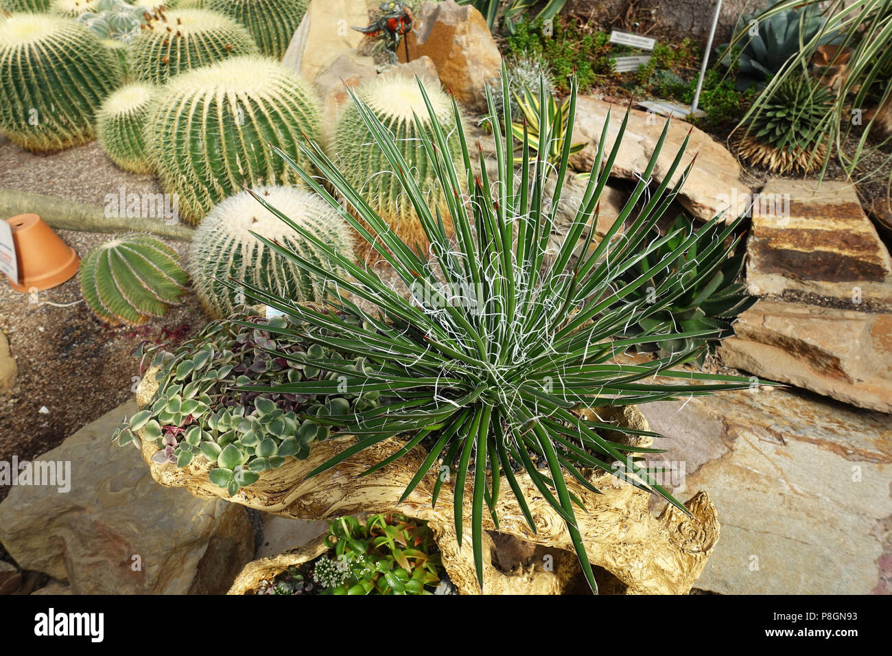 Yucca glauca  or known as soapweed yucca growing with  Golden Barrel Cactus Stock Photo