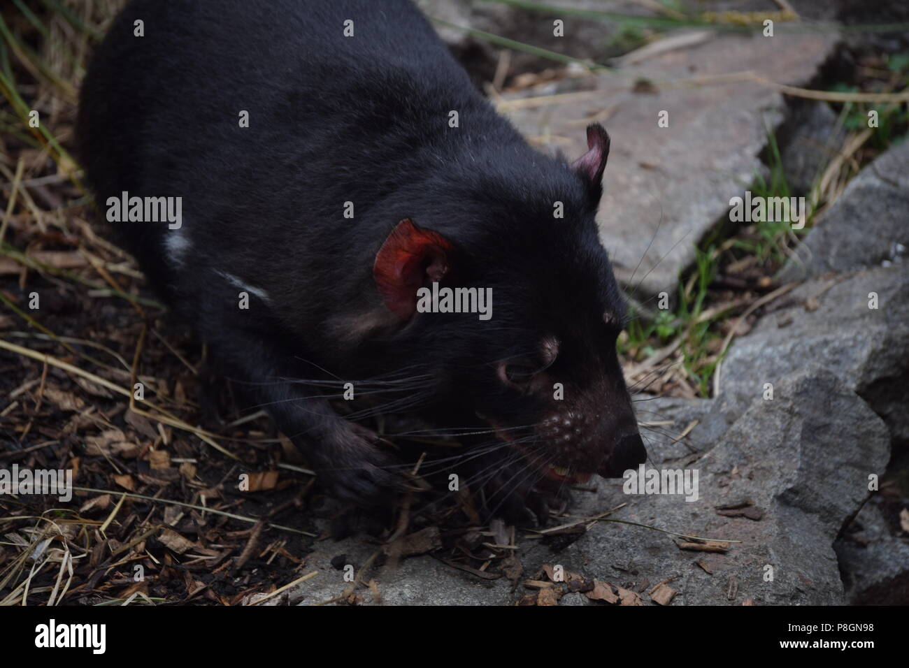 Animals in zoo hi-res stock photography and images - Alamy