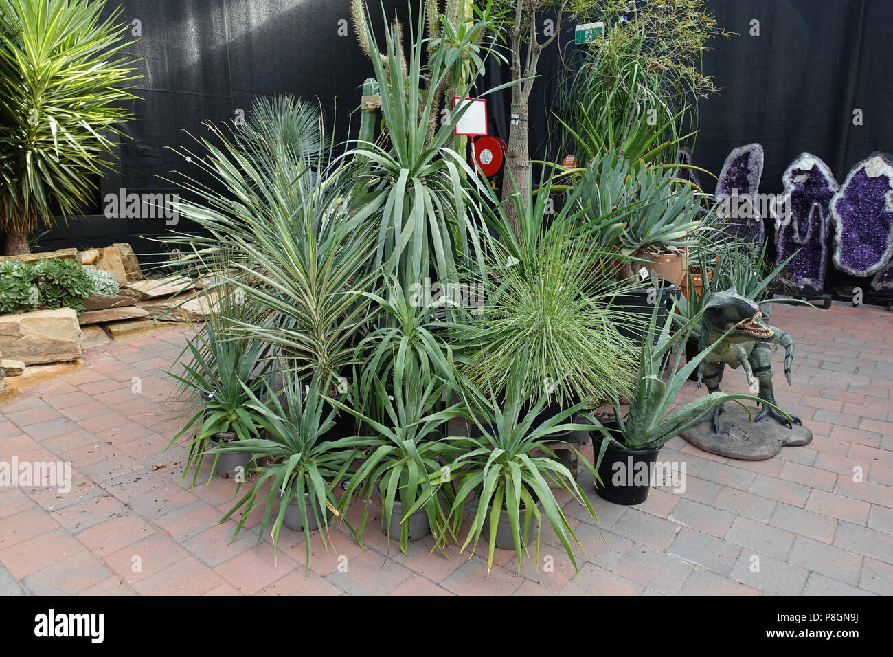 Yucca plants growing in a pot for sale Stock Photo - Alamy