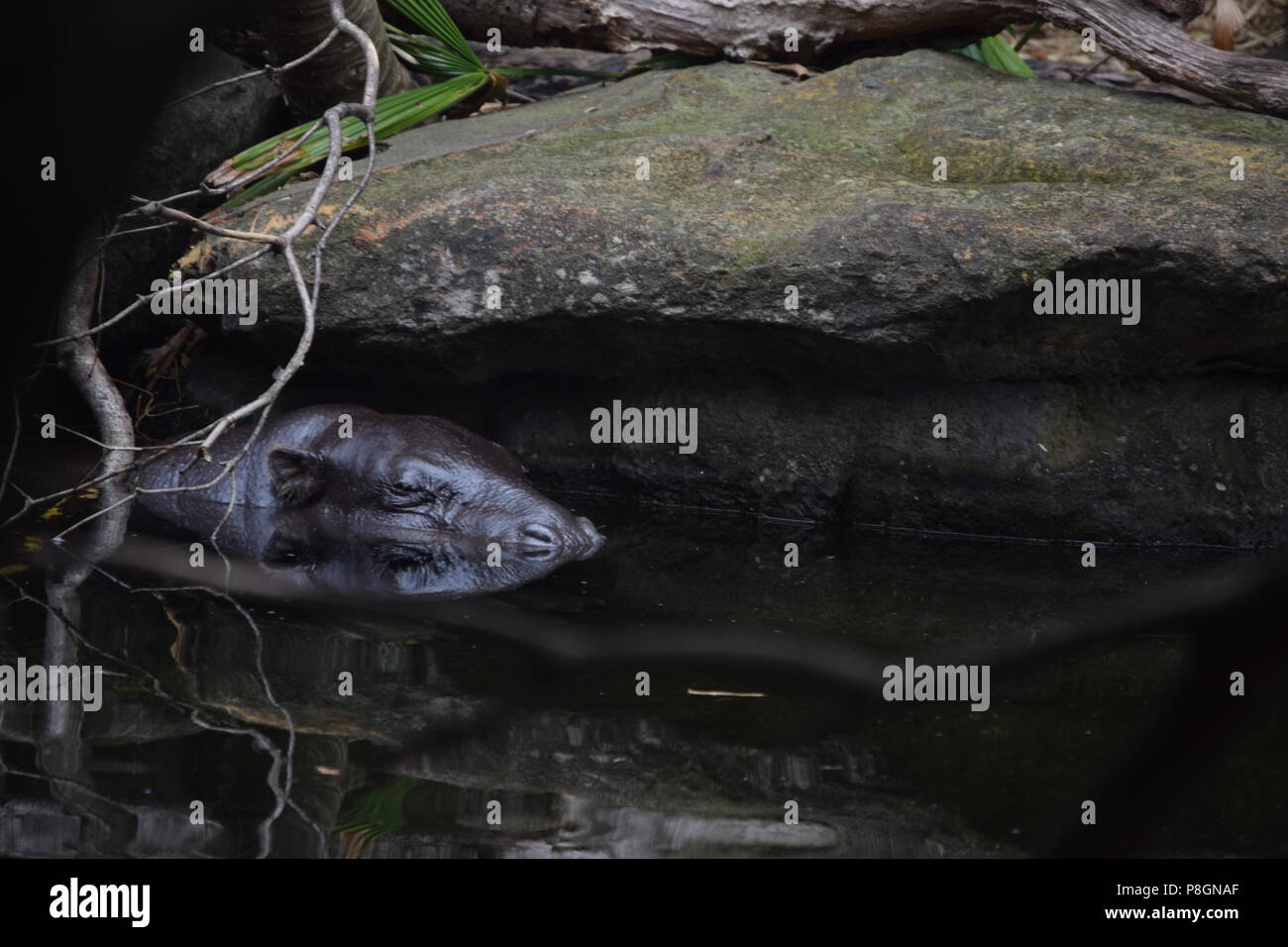 Animals in zoo hi-res stock photography and images - Alamy