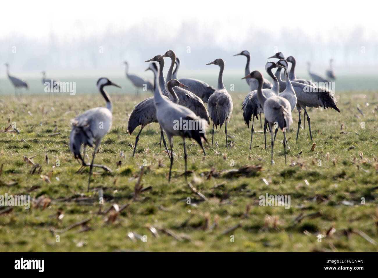 Neustadt (Dosse), Germany, cranes resting on a field Stock Photo