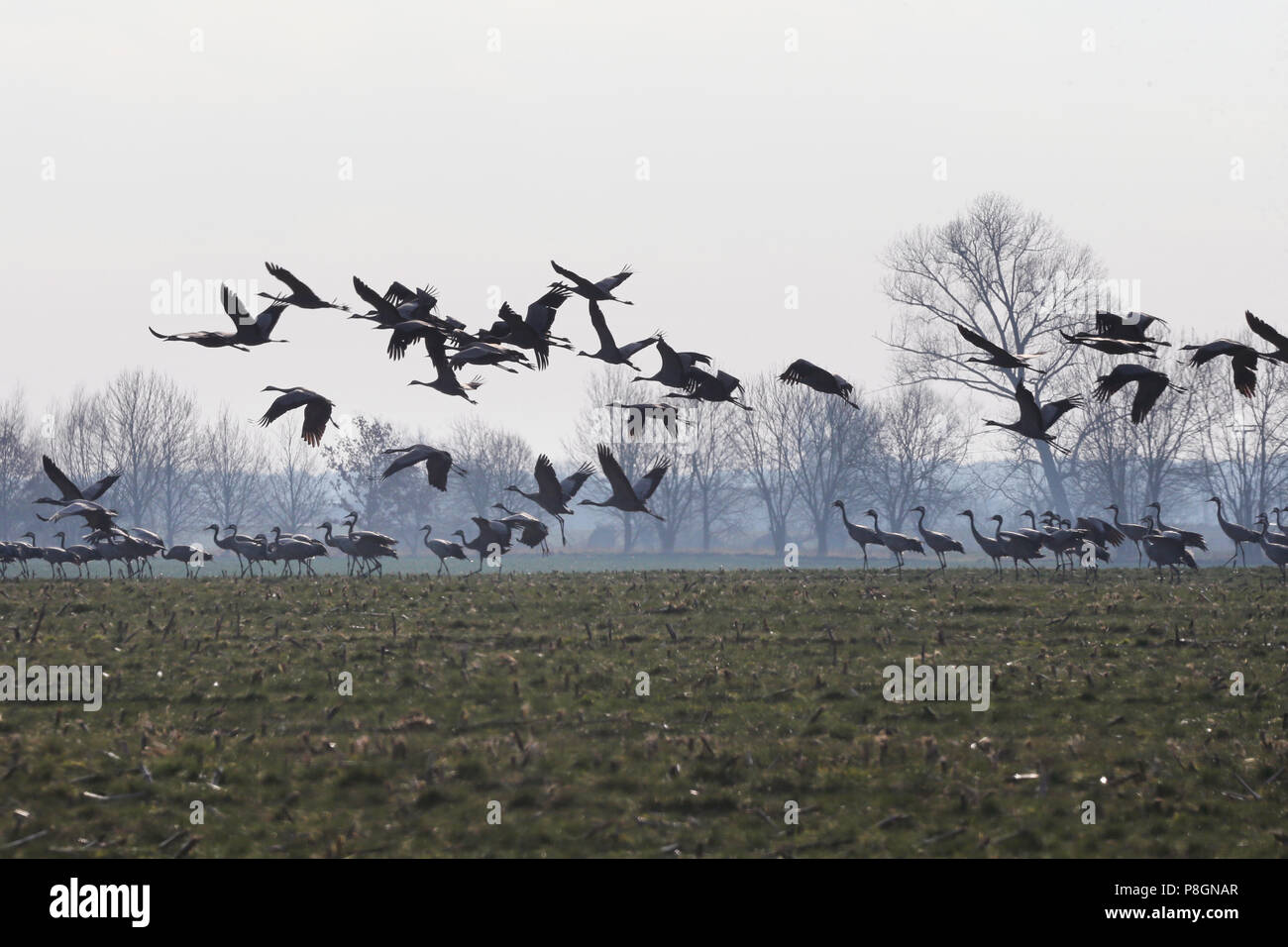 Neustadt (Dosse), Germany, cranes fly from a field Stock Photo