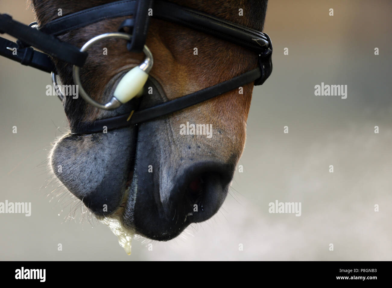 Neustadt (Dosse), close up, horse chews while riding Stock Photo