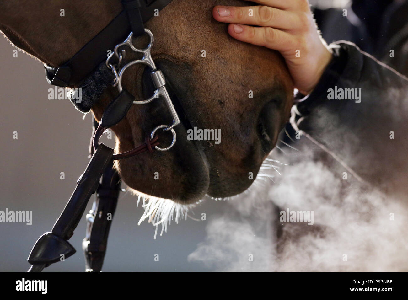 Neustadt (Dosse), respiratory cloud of a horse Stock Photo