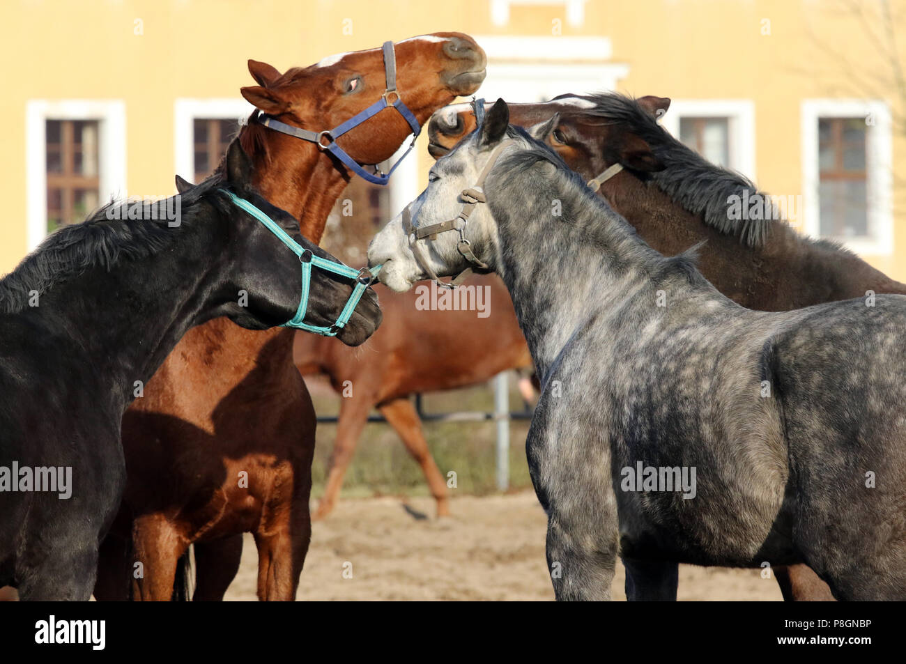 Neustadt (Dosse), horses pluck themselves at the halter Stock Photo