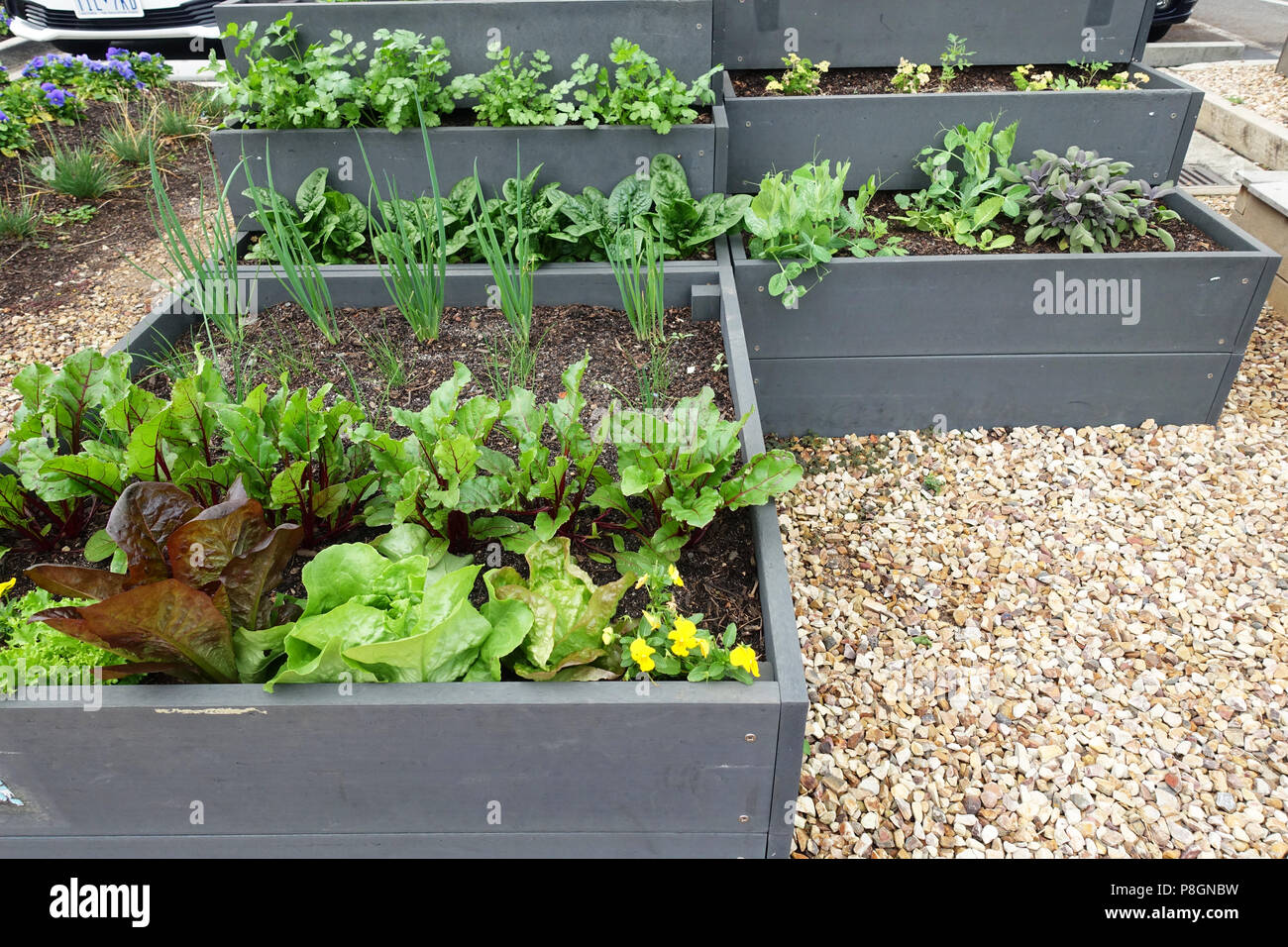 Mixed vegetables  growing on a vegetable patch Stock Photo