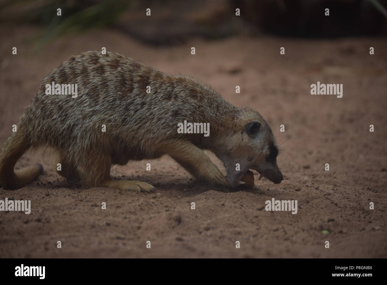 Wild animals in Zoo Stock Photo - Alamy