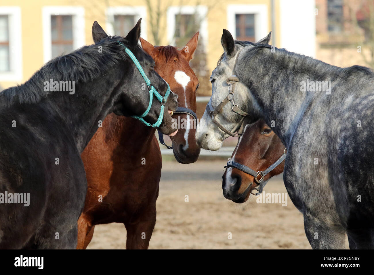 Neustadt (Dosse), horses are standing tight on a sand paddock Stock Photo