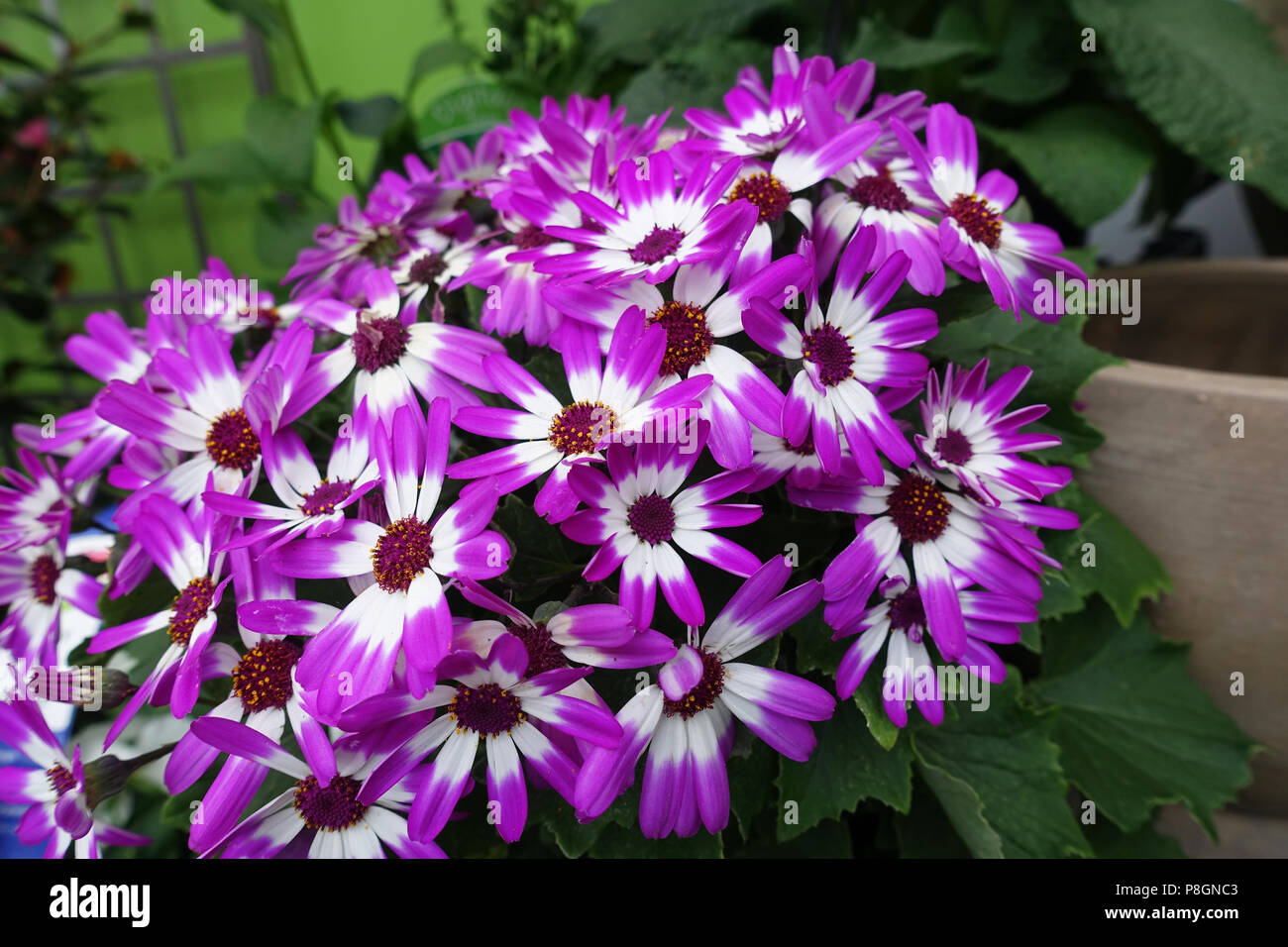 Pericallis Senetti or Senetti flowers in full bloom Stock Photo