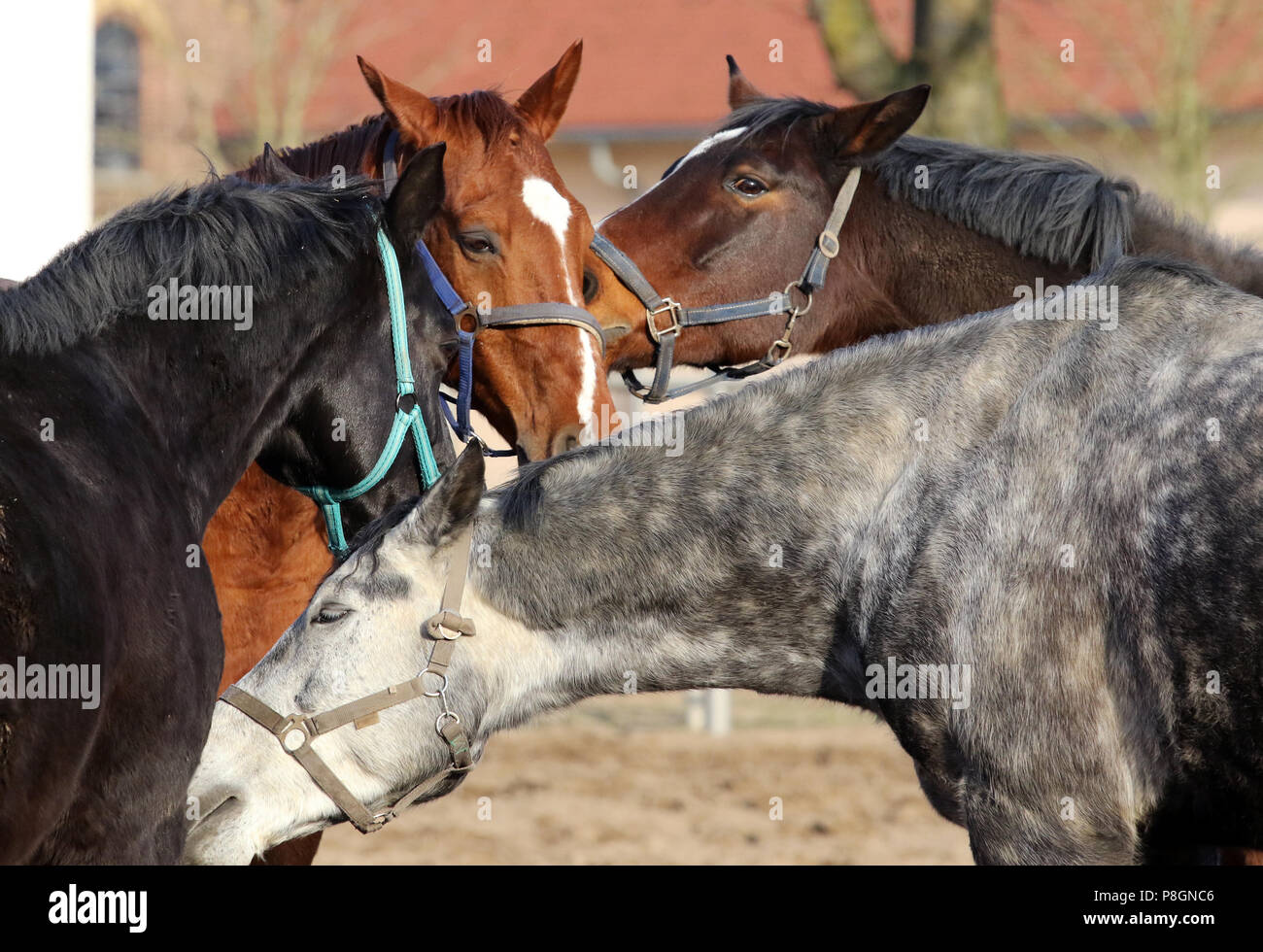 Most common horse coat colors hi-res stock photography and images - Alamy