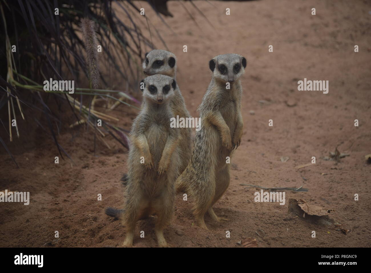 Wild animals in Zoo Stock Photo - Alamy
