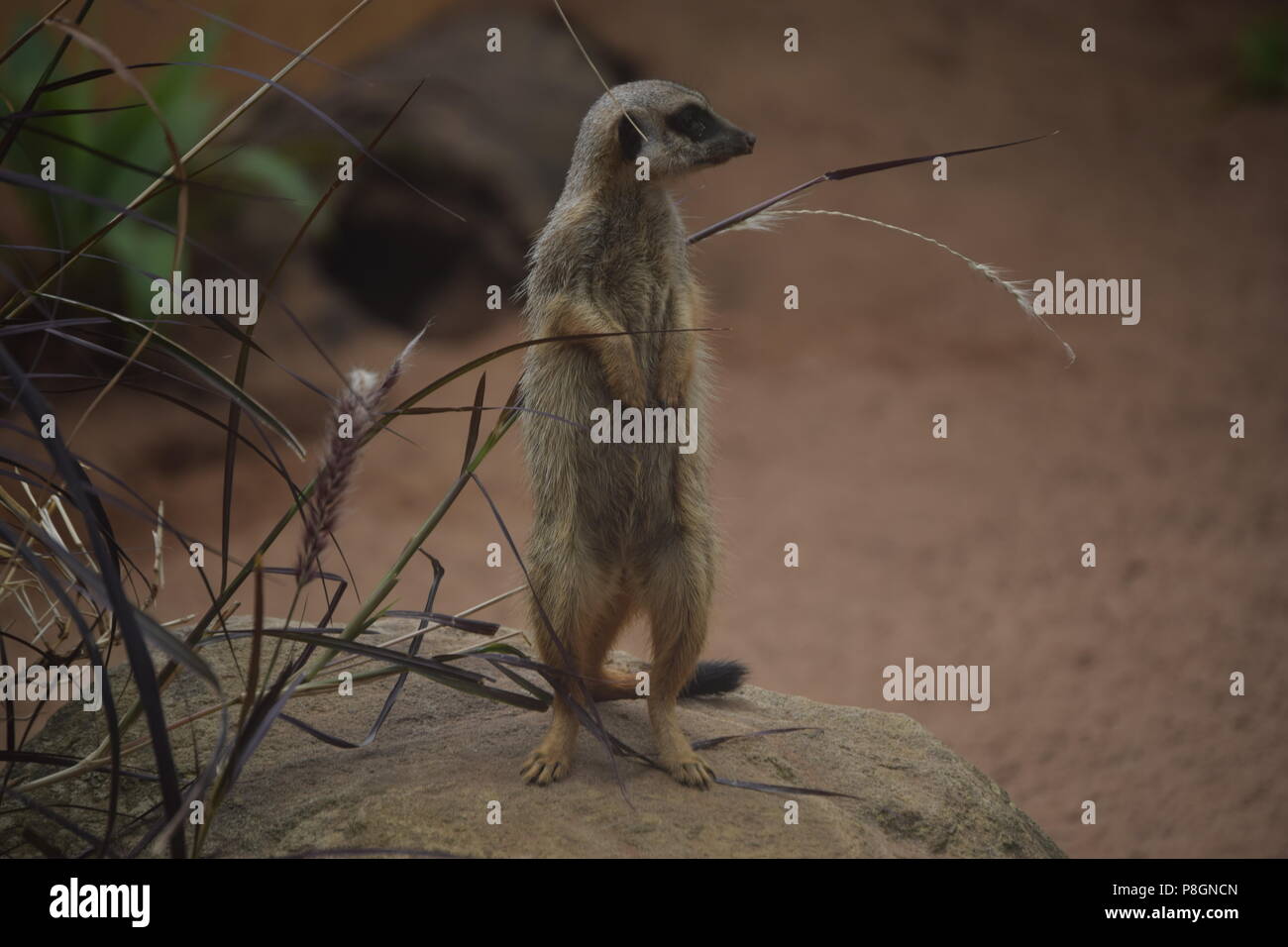Animals in zoo hi-res stock photography and images - Alamy
