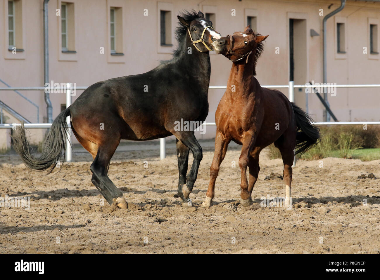 Neustadt (Dosse), young stallions are fencing on a sand paddock Stock Photo