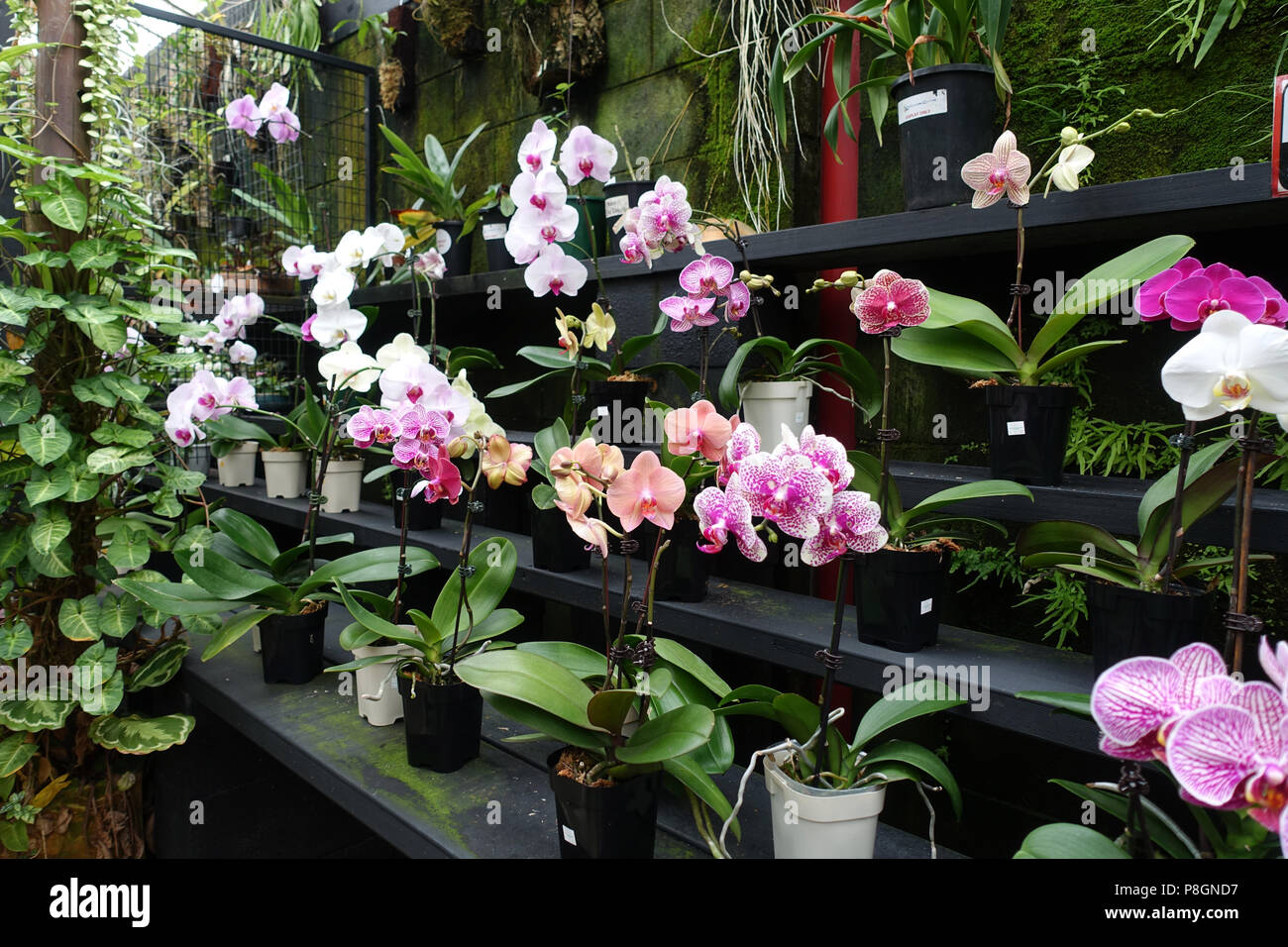 Mixed varieties of Phalaenopsis orchids or known as Moth Orchids Stock Photo