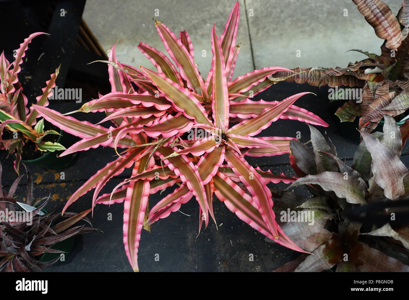 Cryptanthus or known as The Earth Stars Stock Photo