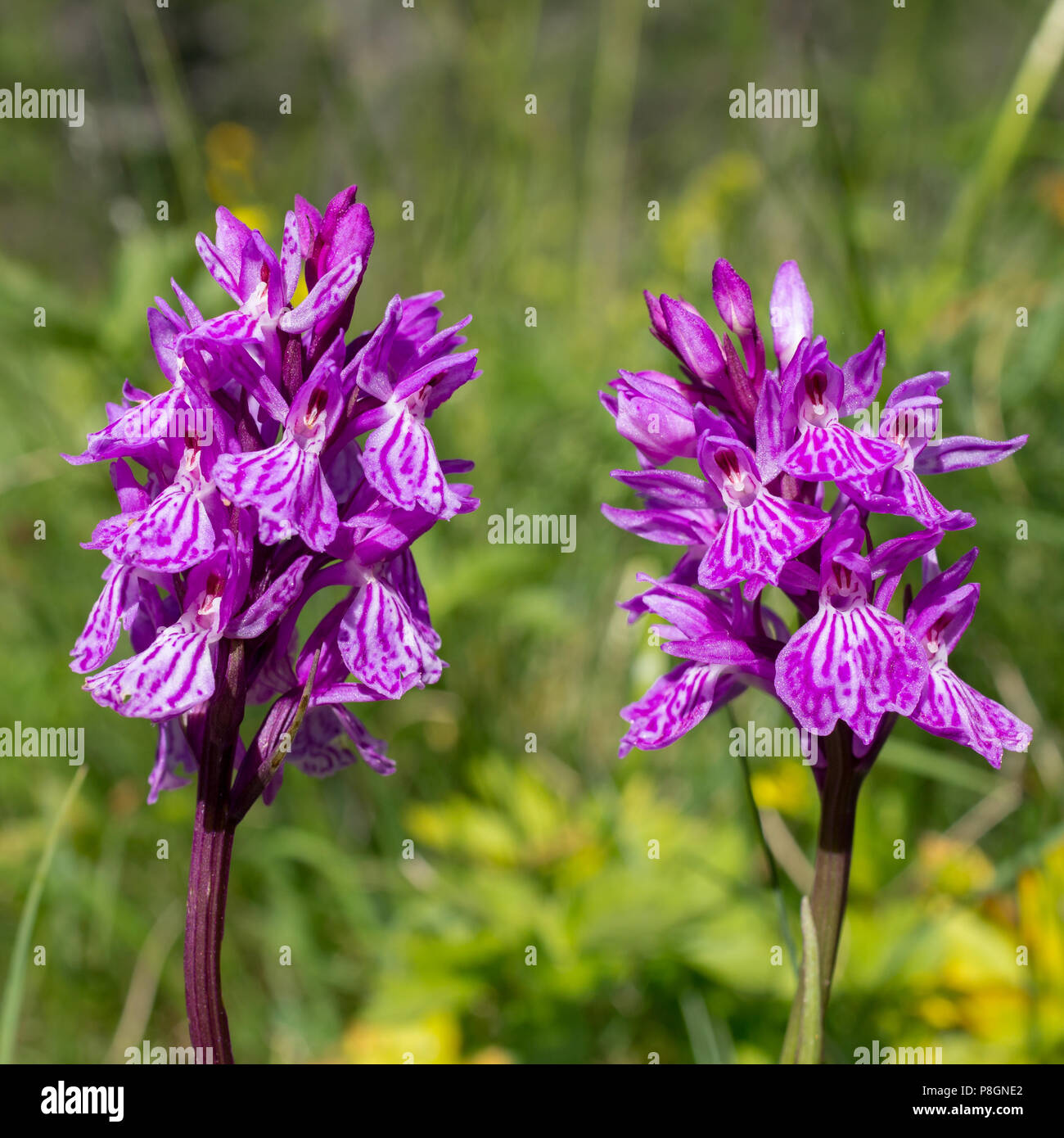 Alpine wild flower Dactylorhiza maculata (heath spotted orchid). Aosta valley, Italy Stock Photo