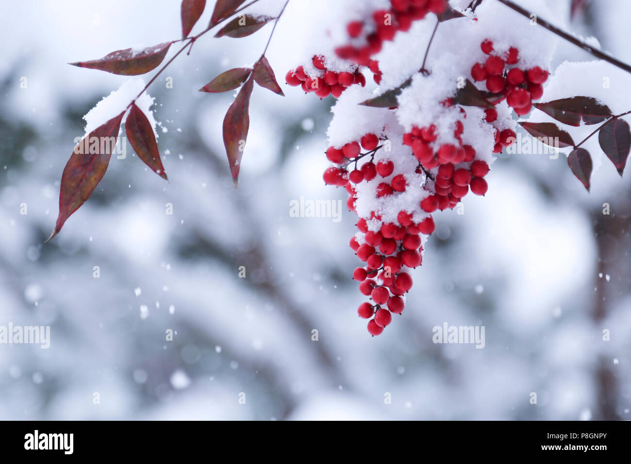 Red berries in white snow on a cold winter day. Stock Photo