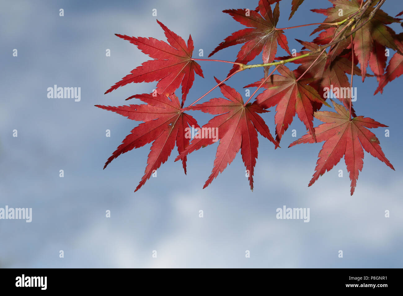 Red autumn leaves with a blue sky background Stock Photo - Alamy