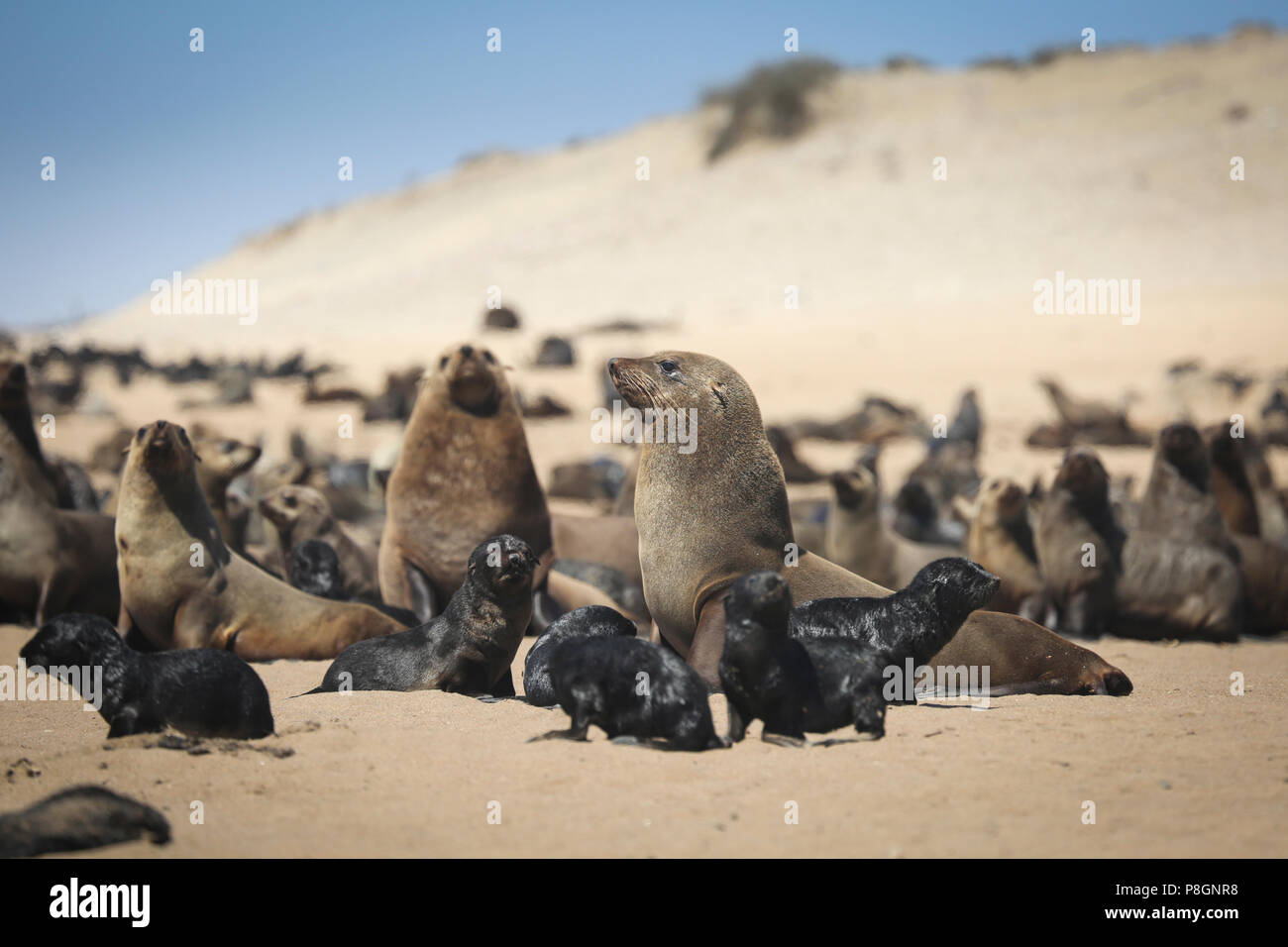 african-seals-hi-res-stock-photography-and-images-alamy