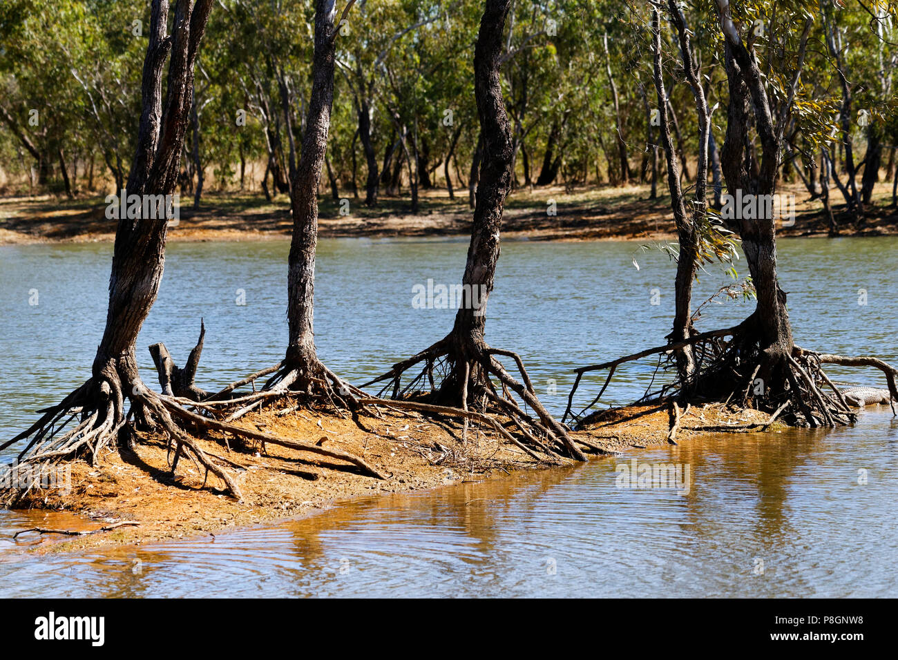 Root system hi-res stock photography and images - Alamy