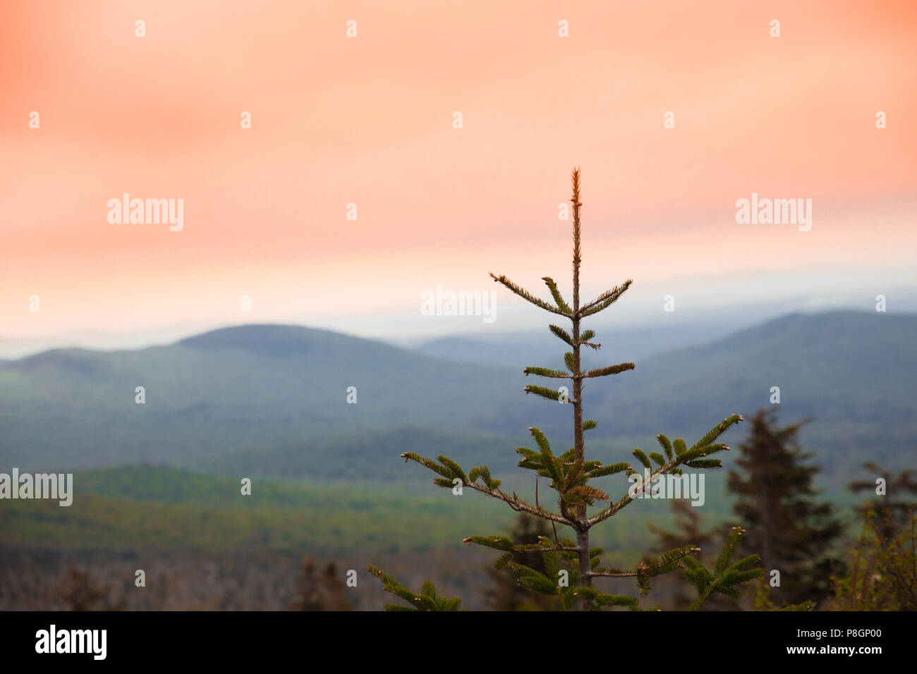 Tree trees appalachian hires stock photography and images Alamy