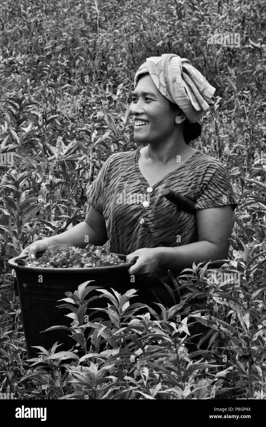 A BALINESE woman harvests flowers in the agrticultural lands along SIDEMAN ROAD - BALI, INDONESIA Stock Photo